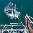 SharkDive-017