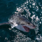 SharkDive-022